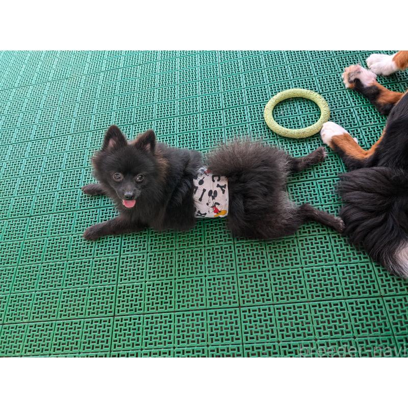 販売中の岡山県のポメラニアン-407984の6枚目