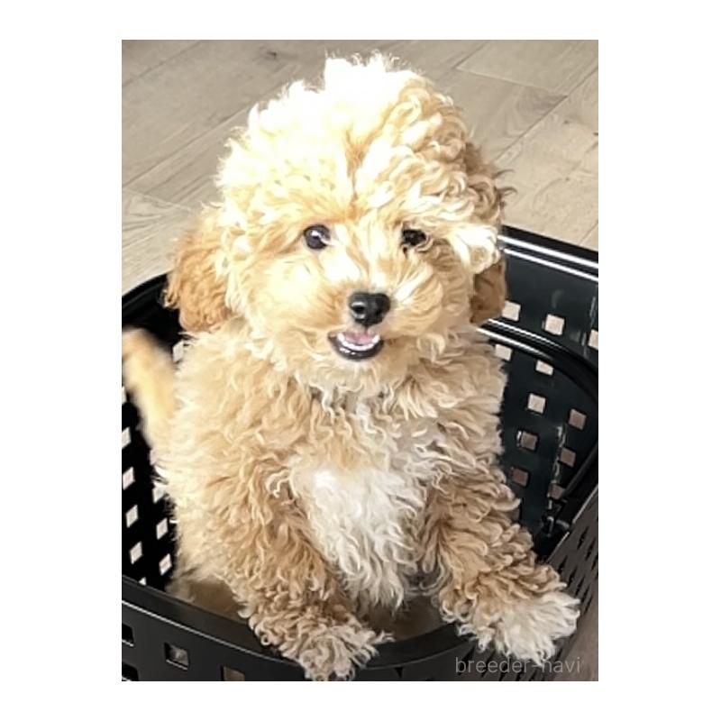 販売中の東京都のビションプー:ビションフリーゼ×トイプードル-395269の4枚目