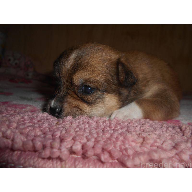 販売中の鹿児島県のミックス犬-406238
