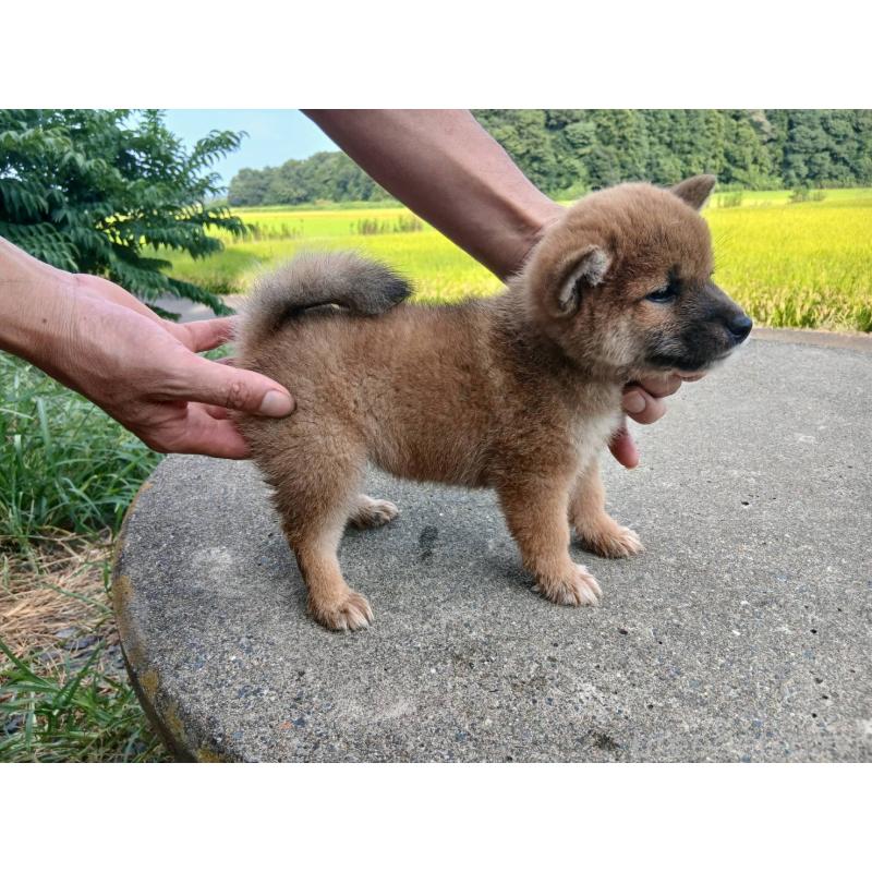 販売中の茨城県の柴犬-408221の4枚目