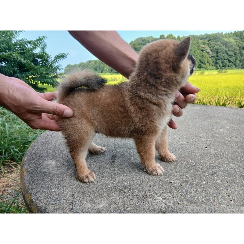 販売中の茨城県の柴犬-408221の3枚目