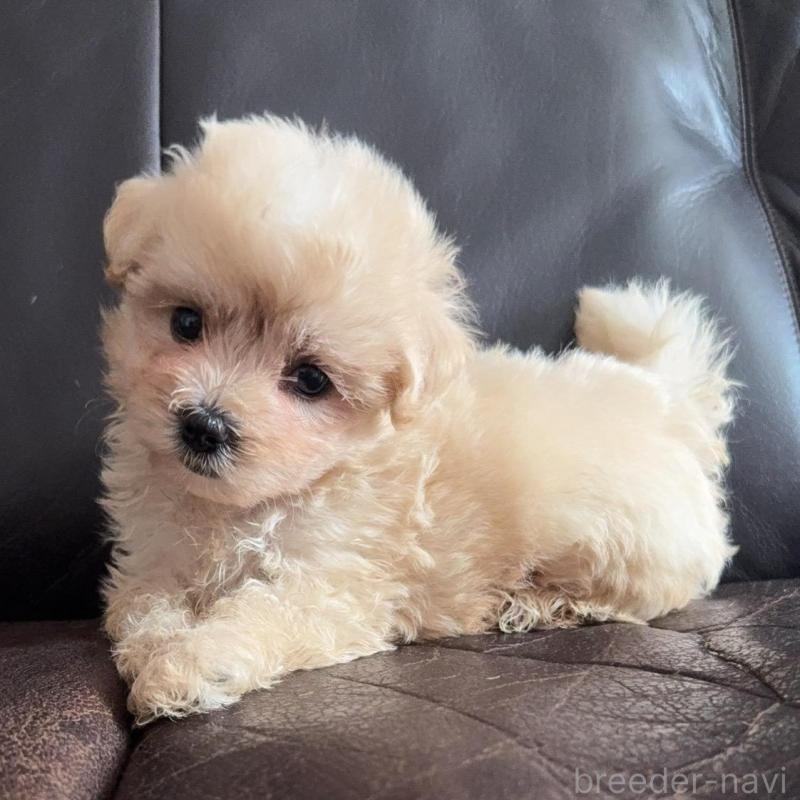 販売中の徳島県のミックス犬-408225の5枚目