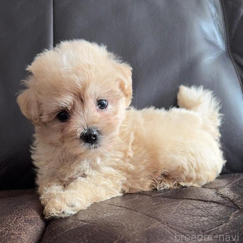 販売中の徳島県のミックス犬-408225の2枚目