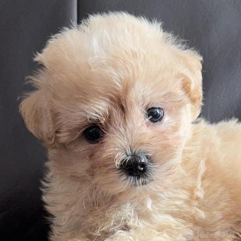 販売中の徳島県のミックス犬-408225の1枚目