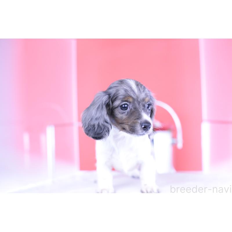 成約済の愛知県のカニンヘンダックスフンド(ロングヘアード)-401479の13枚目