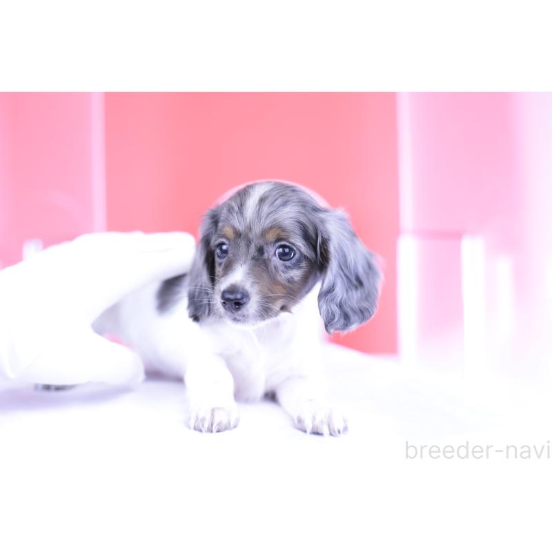 成約済の愛知県のカニンヘンダックスフンド(ロングヘアード)-401479の10枚目