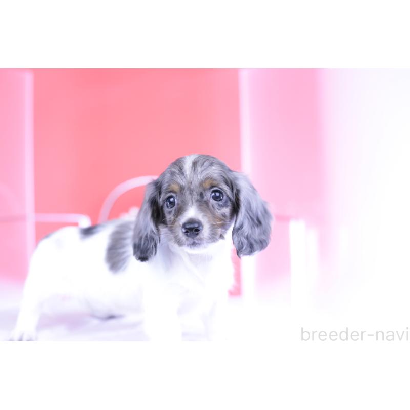 成約済の愛知県のカニンヘンダックスフンド(ロングヘアード)-401479の9枚目