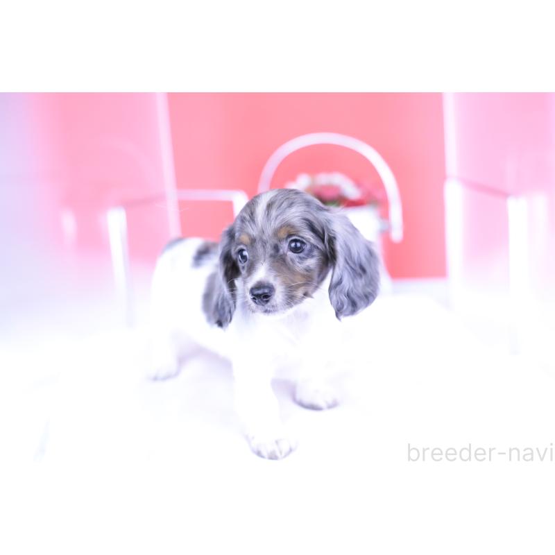 成約済の愛知県のカニンヘンダックスフンド(ロングヘアード)-401479の8枚目