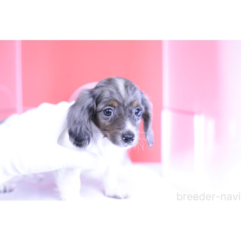 成約済の愛知県のカニンヘンダックスフンド(ロングヘアード)-401479の7枚目