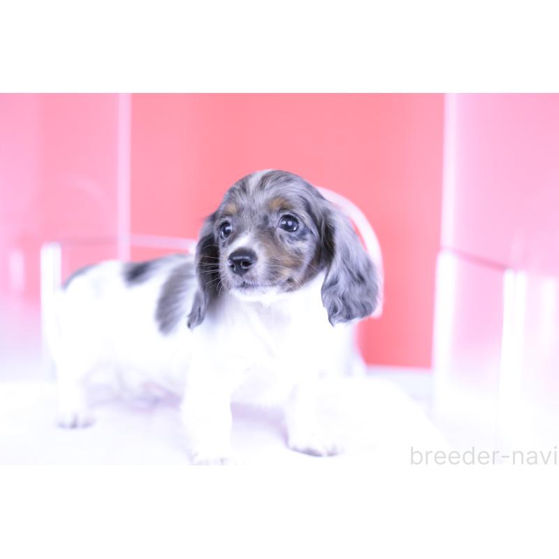 成約済の愛知県のカニンヘンダックスフンド(ロングヘアード)-401479の6枚目