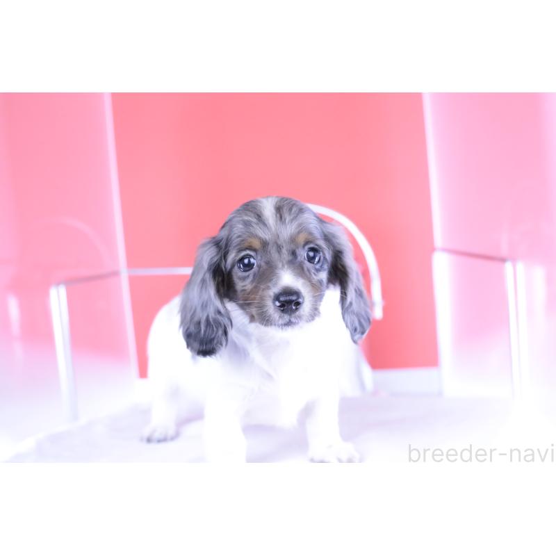 成約済の愛知県のカニンヘンダックスフンド(ロングヘアード)-401479の5枚目