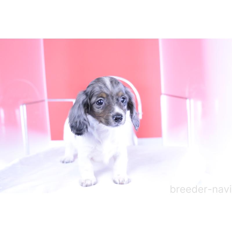 成約済の愛知県のカニンヘンダックスフンド(ロングヘアード)-401479の4枚目