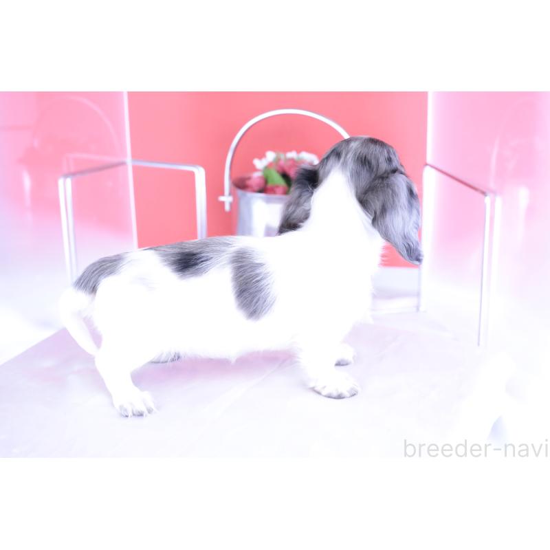 成約済の愛知県のカニンヘンダックスフンド(ロングヘアード)-401479の3枚目