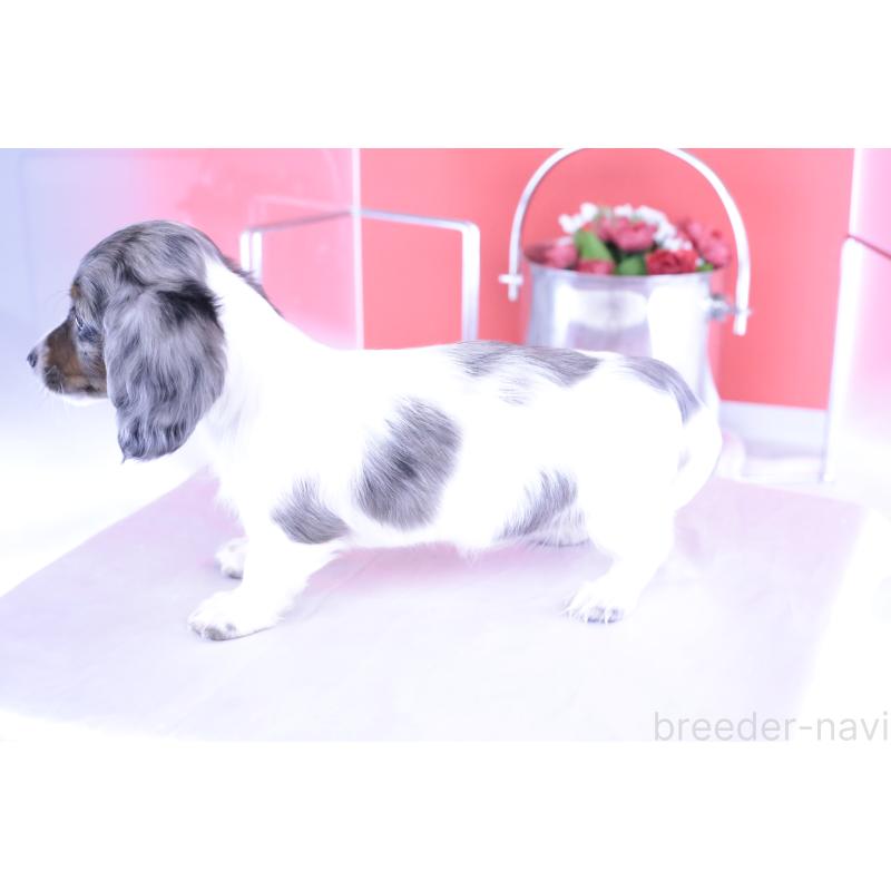 成約済の愛知県のカニンヘンダックスフンド(ロングヘアード)-401479の2枚目