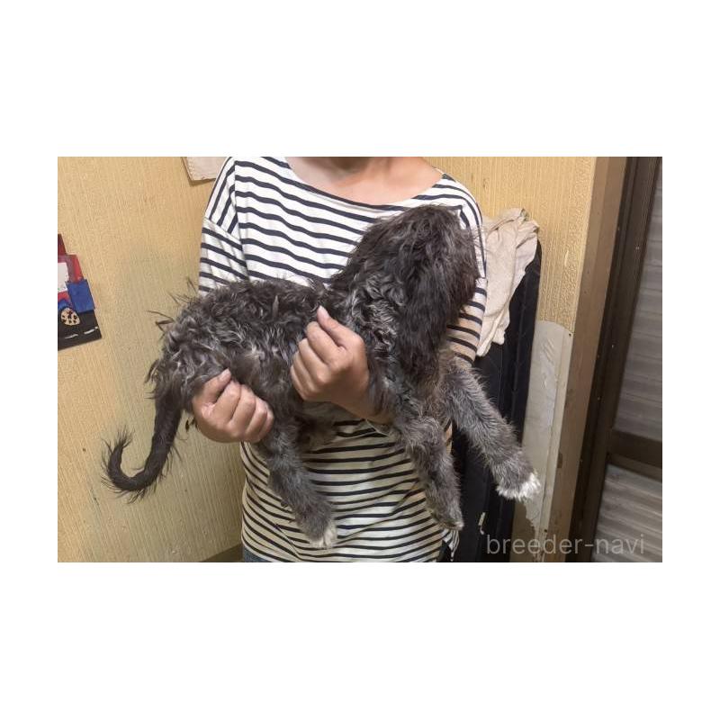 販売中の兵庫県のミックス犬-408227の2枚目