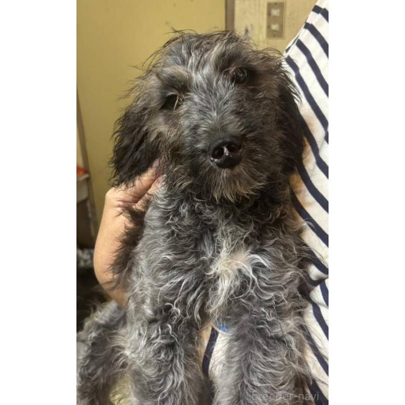 販売中の兵庫県のミックス犬-408227