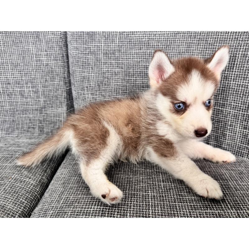 販売中の兵庫県のミックス犬-408303の5枚目