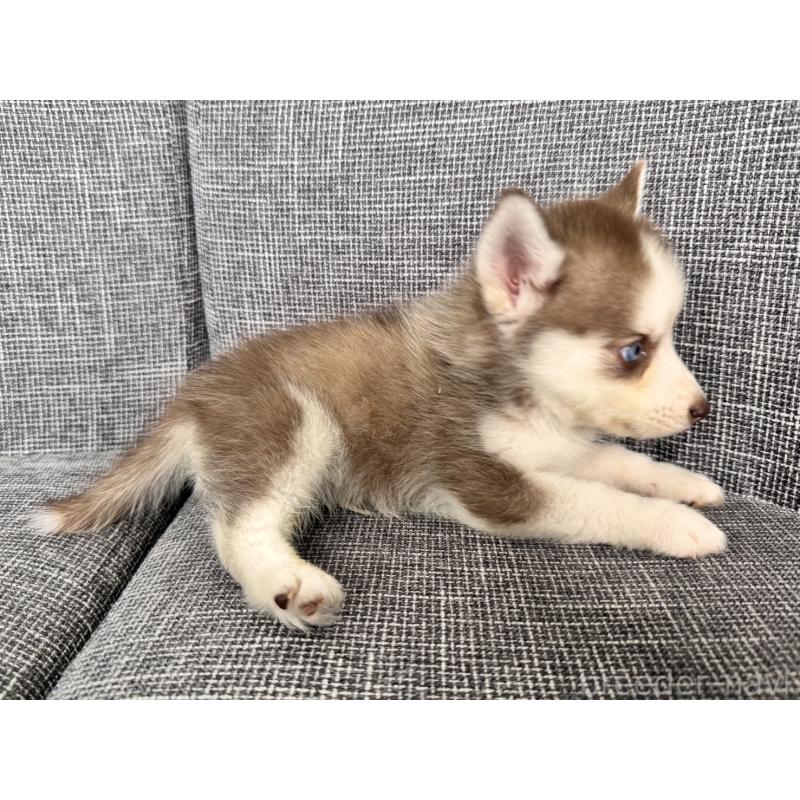 販売中の兵庫県のミックス犬-408303の4枚目
