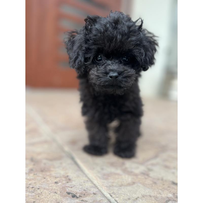 成約済の沖縄県のトイプードル-405308の5枚目