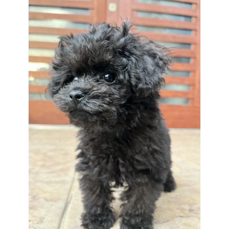 成約済の沖縄県のトイプードル-405308の4枚目