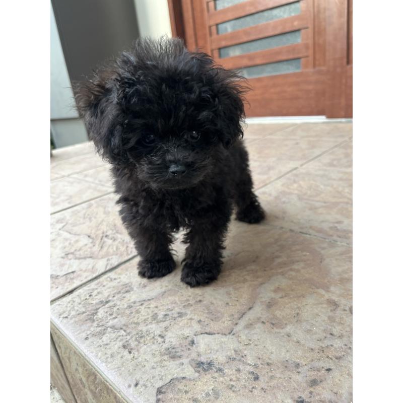 成約済の沖縄県のトイプードル-405308の3枚目