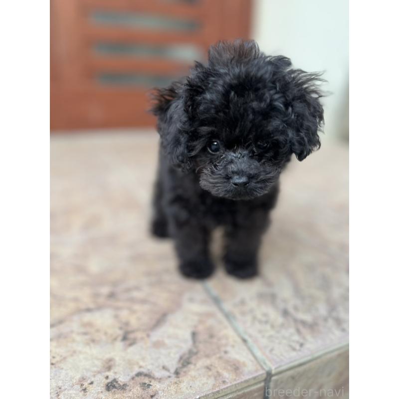 成約済の沖縄県のトイプードル-405308の2枚目