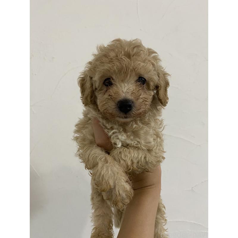 成約済の福岡県のタイニープードル-404239の2枚目