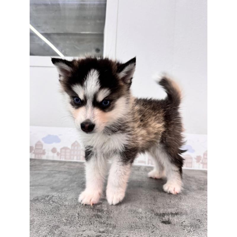 販売中の兵庫県のミックス犬-408304の5枚目