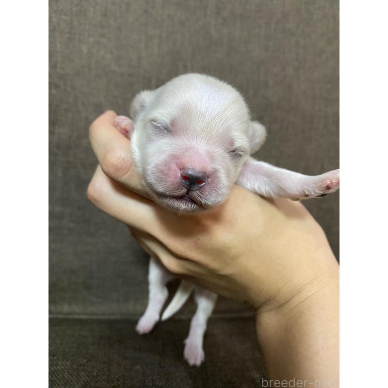 販売中の福岡県のミックス犬-408251の1枚目