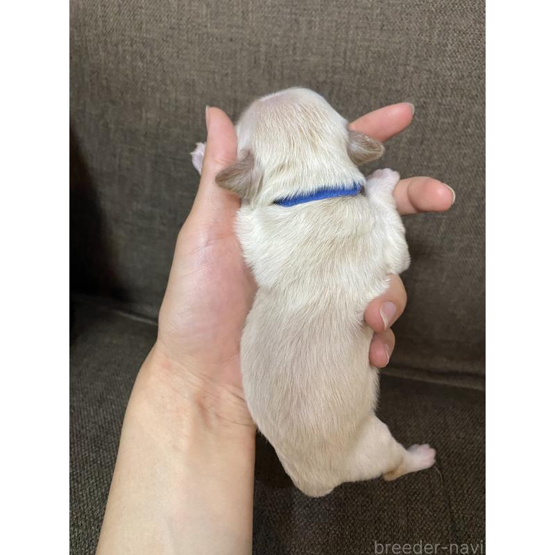 販売中の福岡県のミックス犬-408251の2枚目