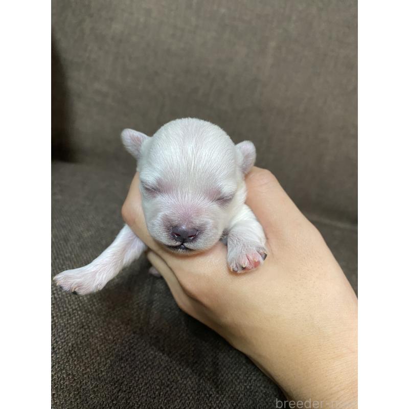 販売中の福岡県のミックス犬-408253の1枚目