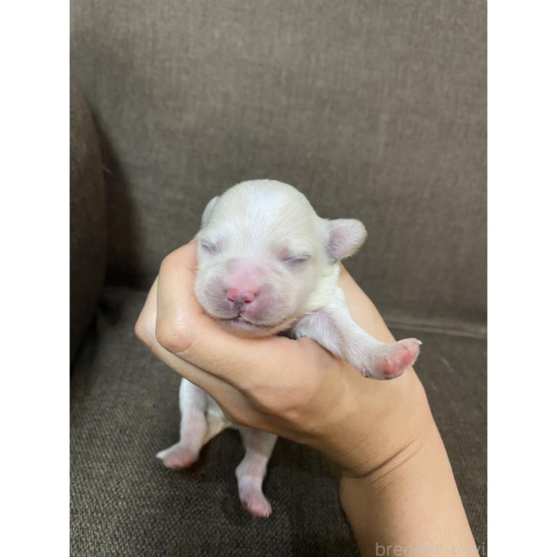 販売中の福岡県のミックス犬-408254
