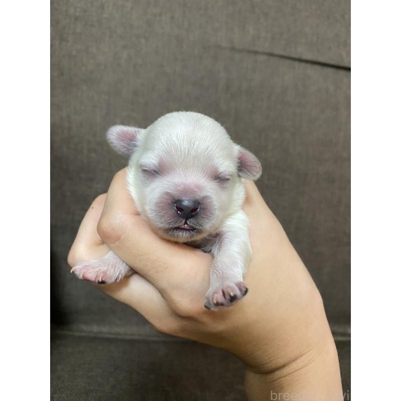 販売中の福岡県のミックス犬-408256