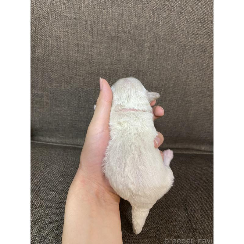 販売中の福岡県のミックス犬-408256の2枚目