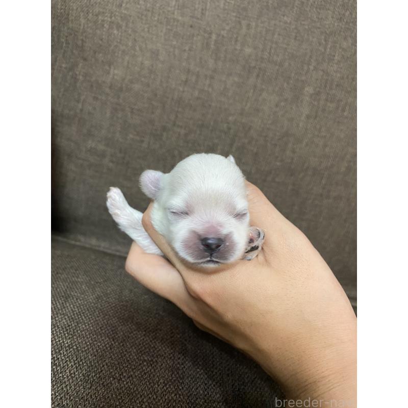 販売中の福岡県のミックス犬-408259