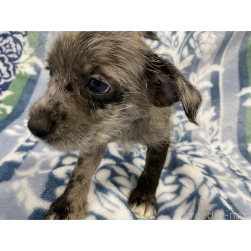 販売中の静岡県のミックス犬-408288の3枚目
