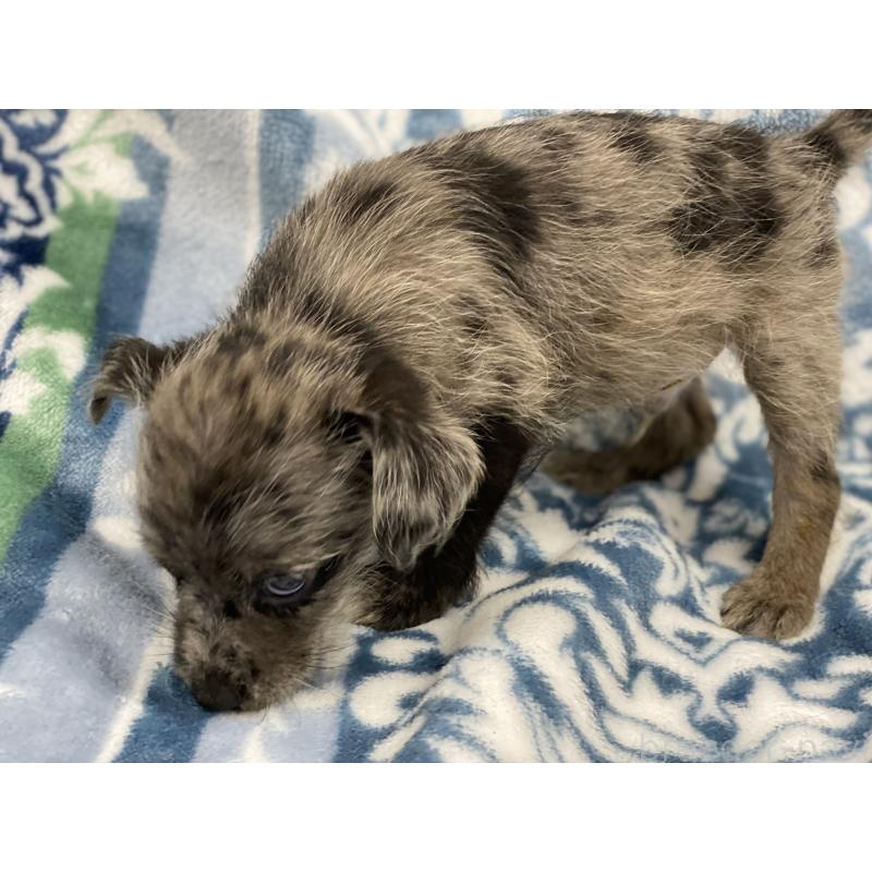 販売中の静岡県のミックス犬-408288の2枚目