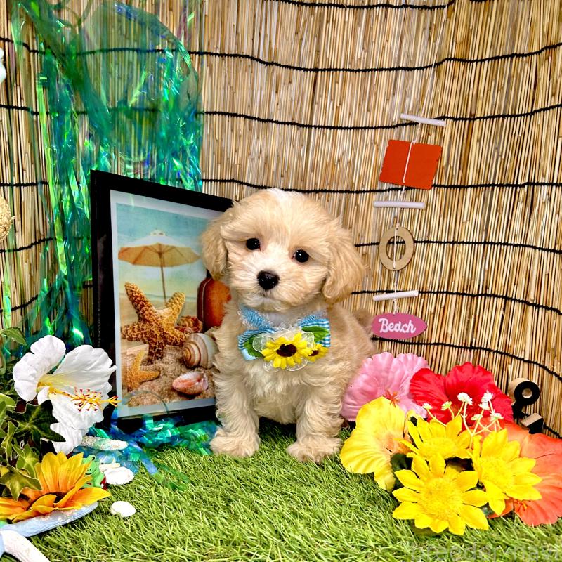 成約済の愛知県のマルプー:マルチーズ×トイプードル-405613の6枚目