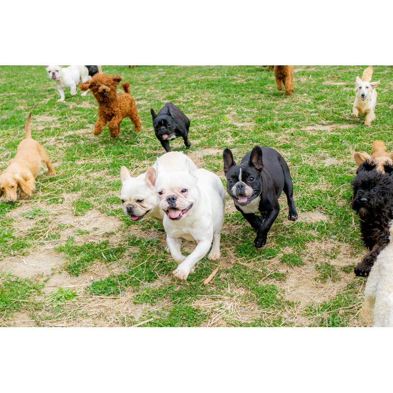 成約済の千葉県のフレンチブルドッグ-401429の3枚目