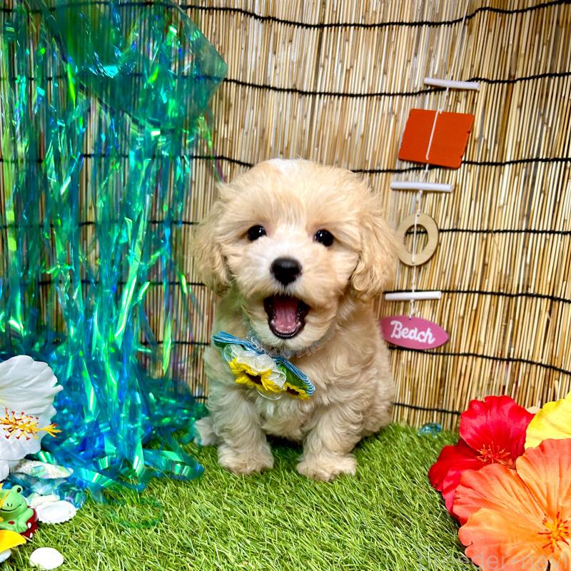 成約済の愛知県のマルプー:マルチーズ×トイプードル-405613の5枚目