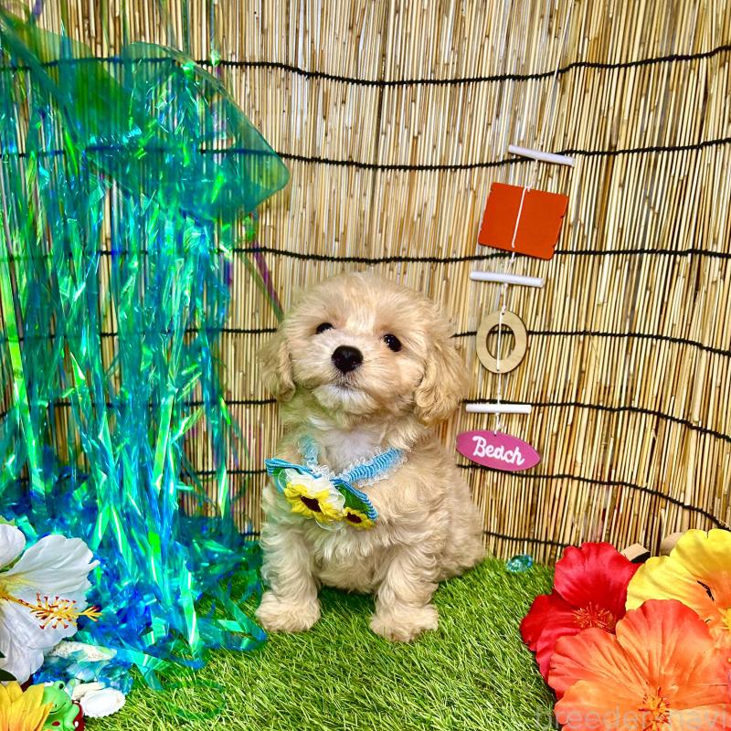 成約済の愛知県のマルプー:マルチーズ×トイプードル-405613の4枚目