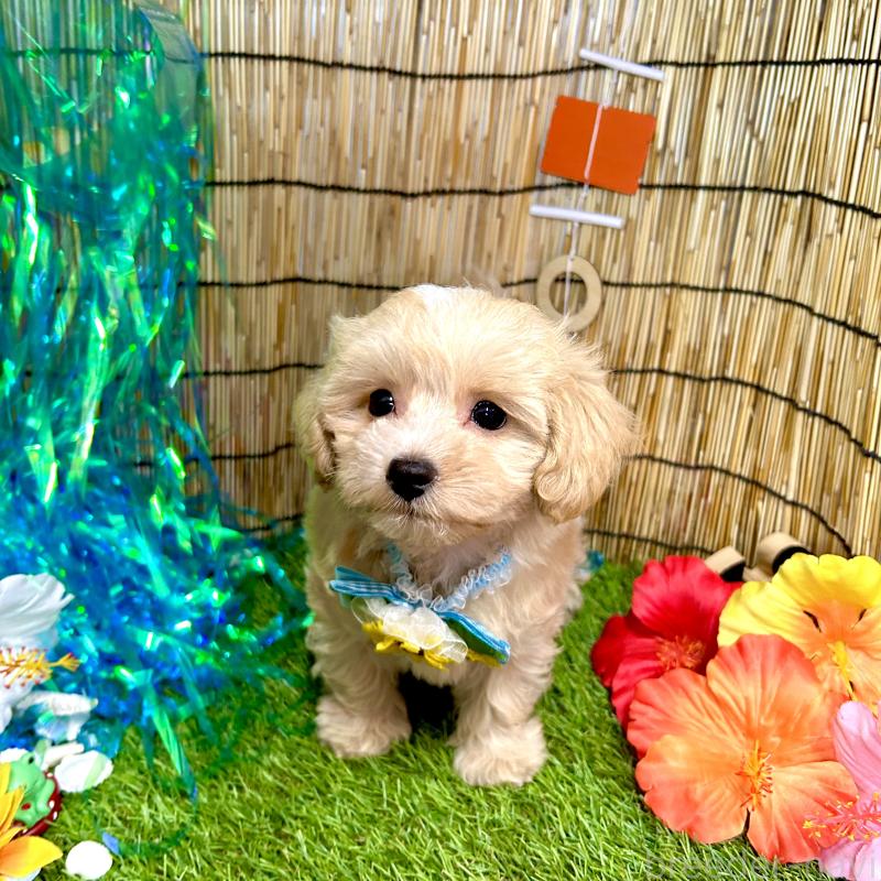 成約済の愛知県のマルプー:マルチーズ×トイプードル-405613の3枚目