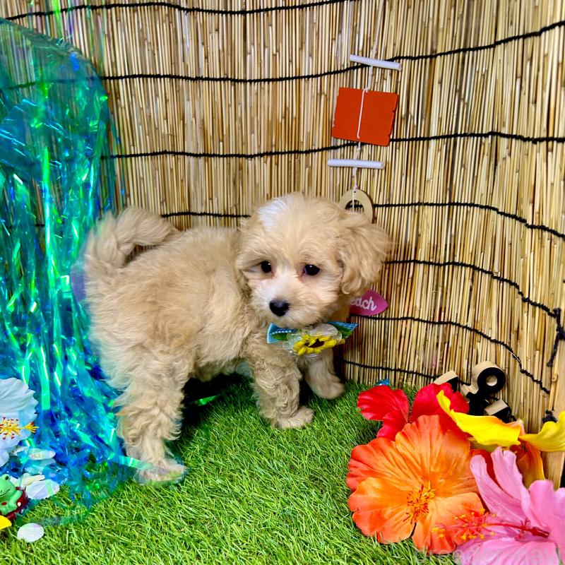 成約済の愛知県のマルプー:マルチーズ×トイプードル-405613の2枚目