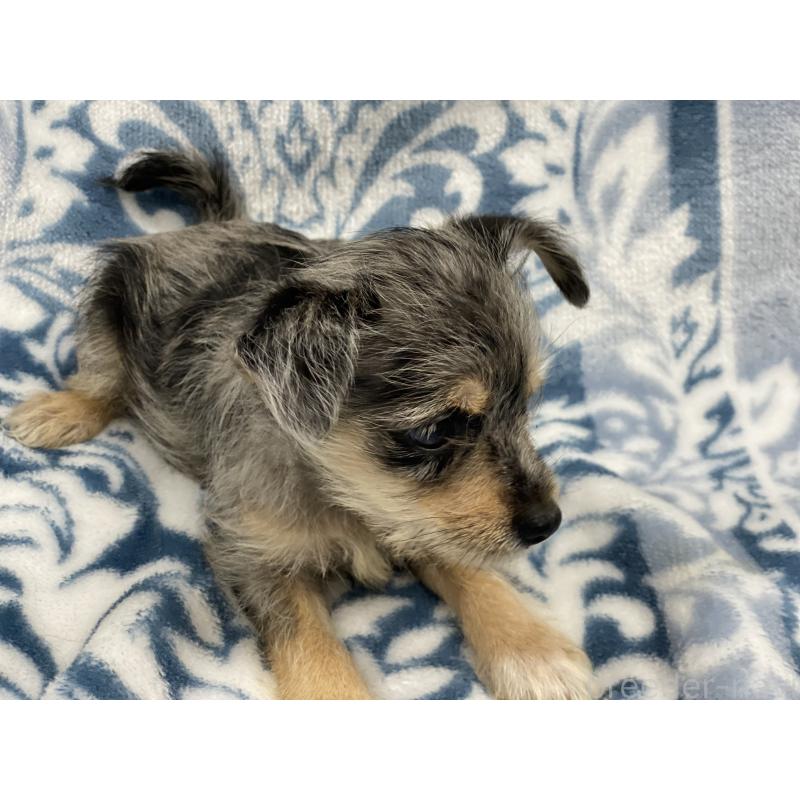 販売中の静岡県のミックス犬-408289の3枚目