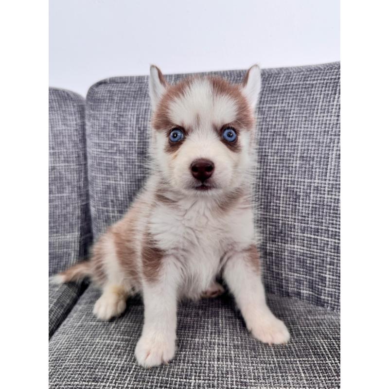 販売中の兵庫県のミックス犬-408303の3枚目