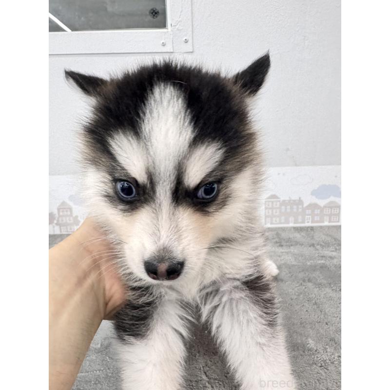 販売中の兵庫県のミックス犬-408304の3枚目