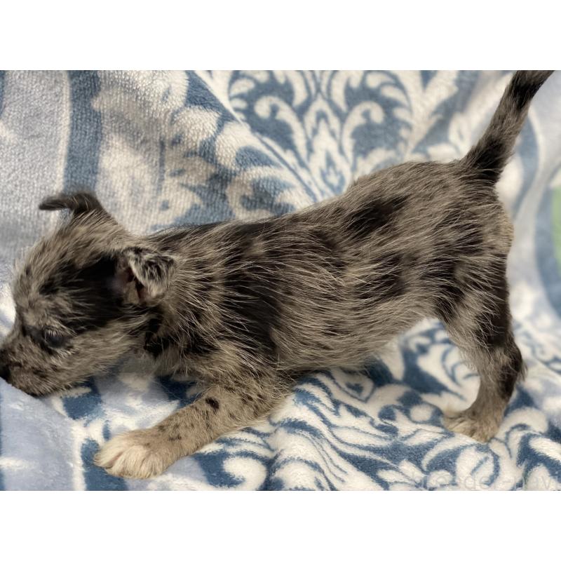 販売中の静岡県のミックス犬-408301の2枚目