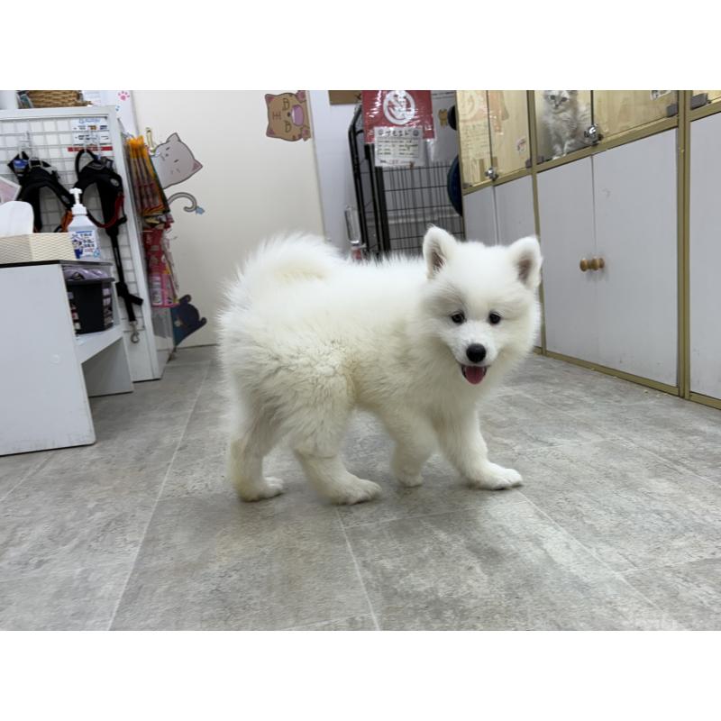 販売中の東京都のサモエド-406021