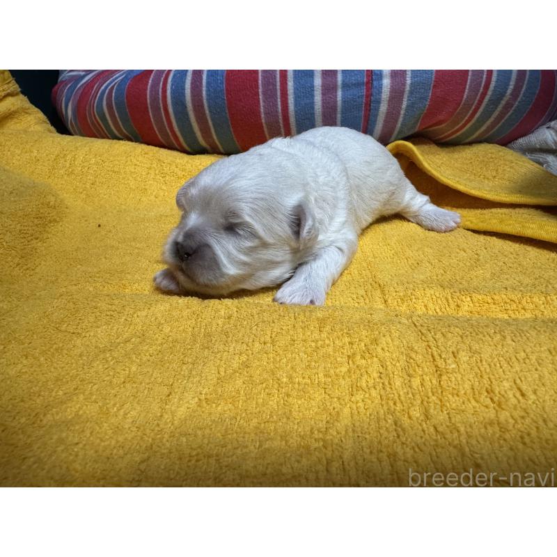 販売中の岐阜県のミックス犬-408333の7枚目