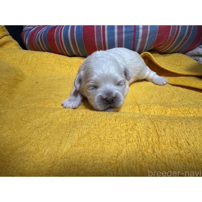 販売中の岐阜県のミックス犬-408333の6枚目